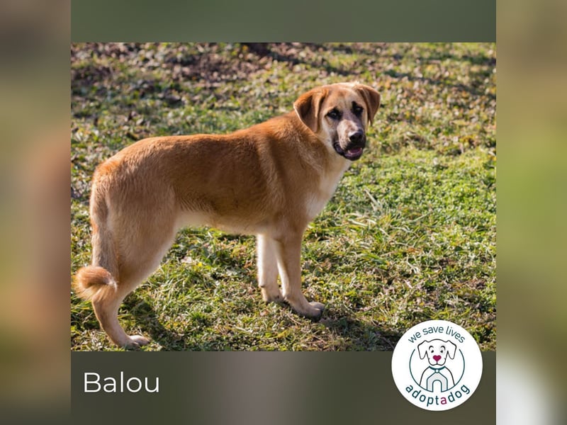 Balou: Lieber Tollpatsch