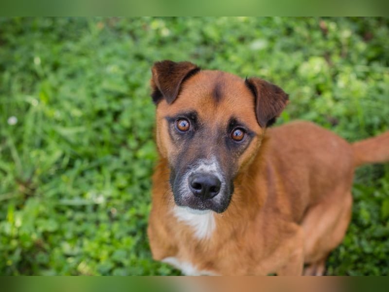 Abbi: sucht ein Zuhause