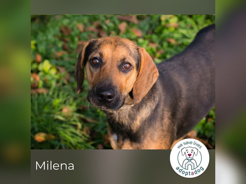 Milena: Sucht ein Zuhause