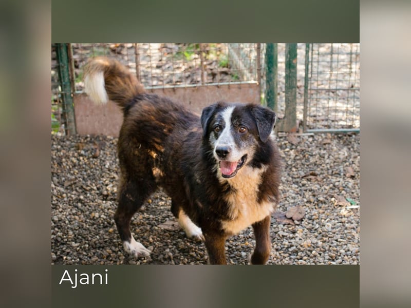 Ajani: Sieger der Herzen