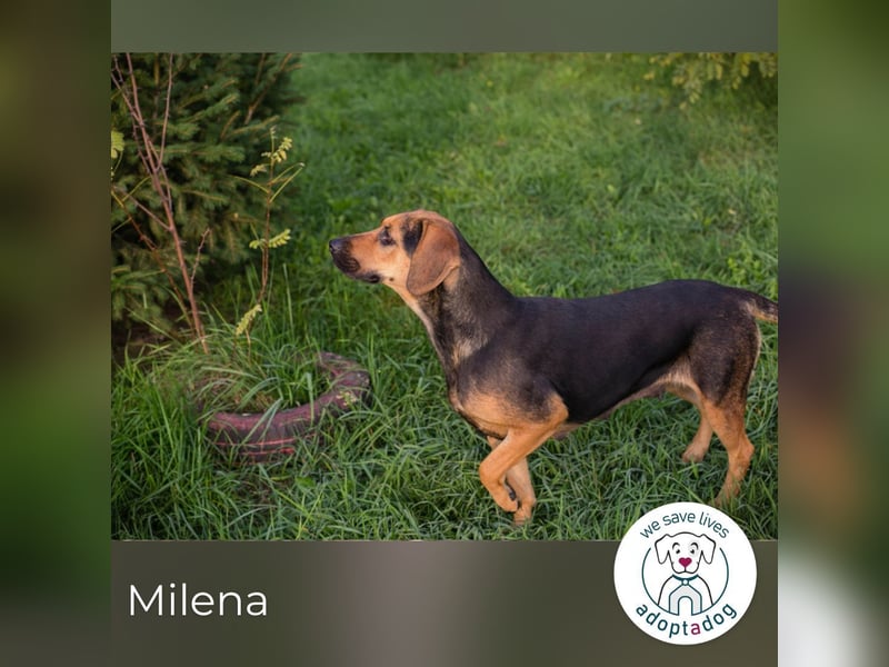 Milena: Sucht ein Zuhause