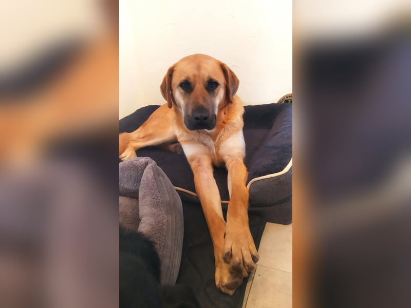 Balou: Lieber Tollpatsch