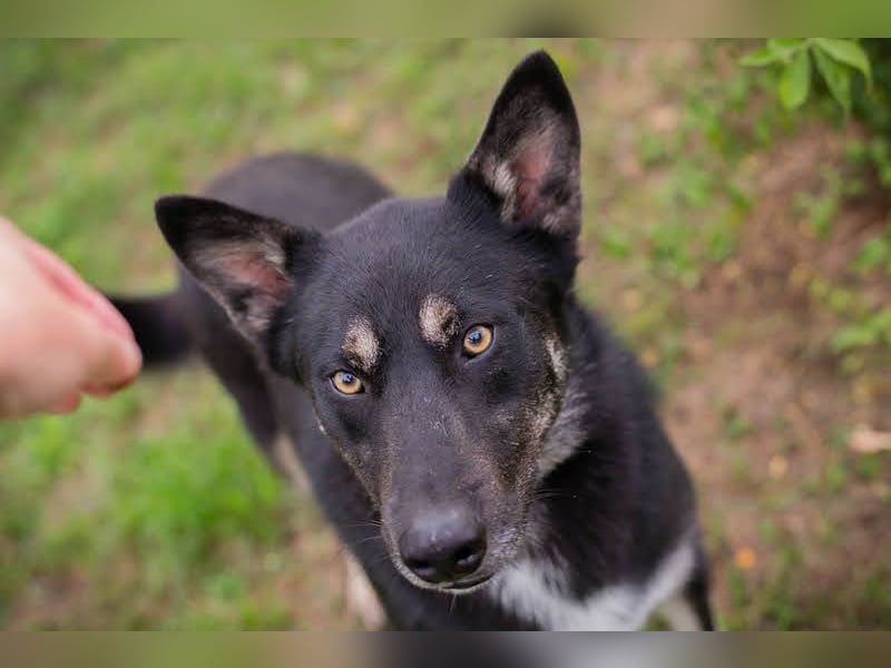 Yondu: Tapferer Schatz