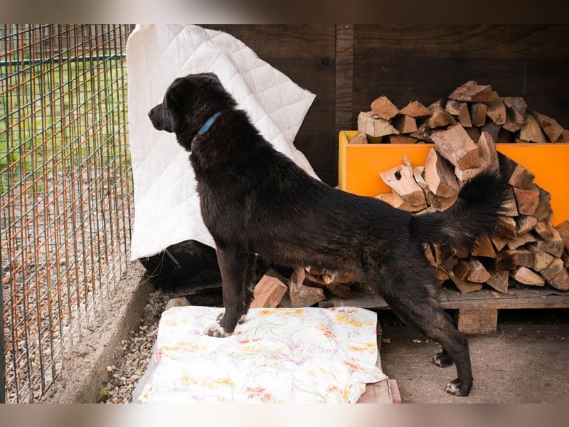 Rio– ein Hund mit Herz am rechten Fleck!