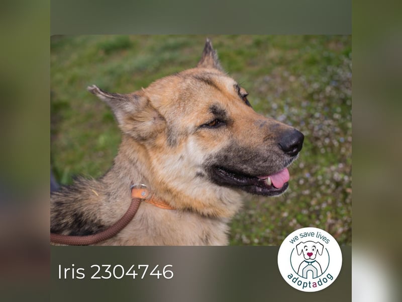 Iris sucht ein Zuhause