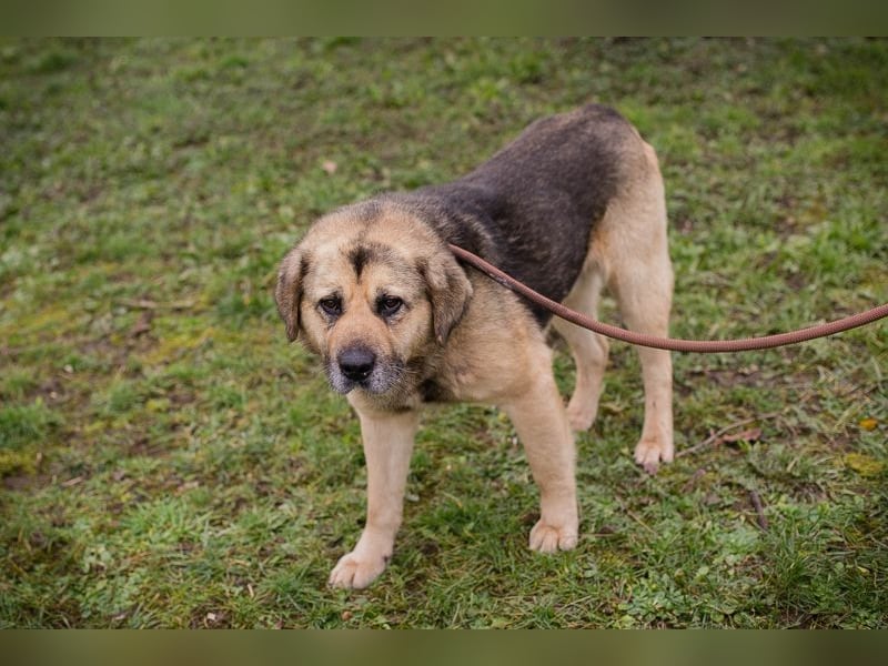 Chip 259420 sucht ein Zuhause