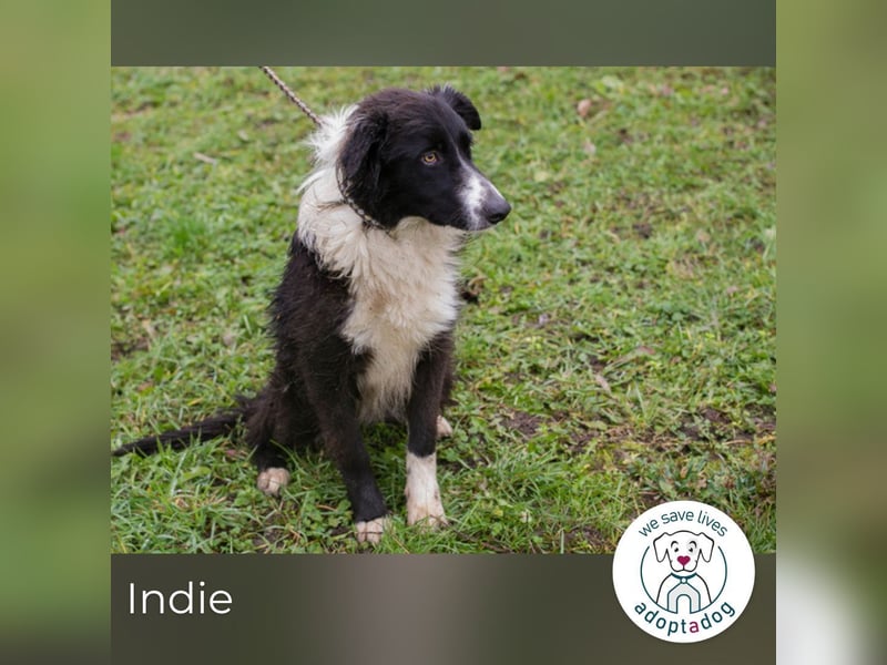 Indie sucht ein Zuhause