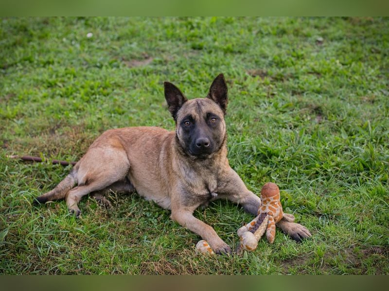 Dete: Sucht ein Zuhause