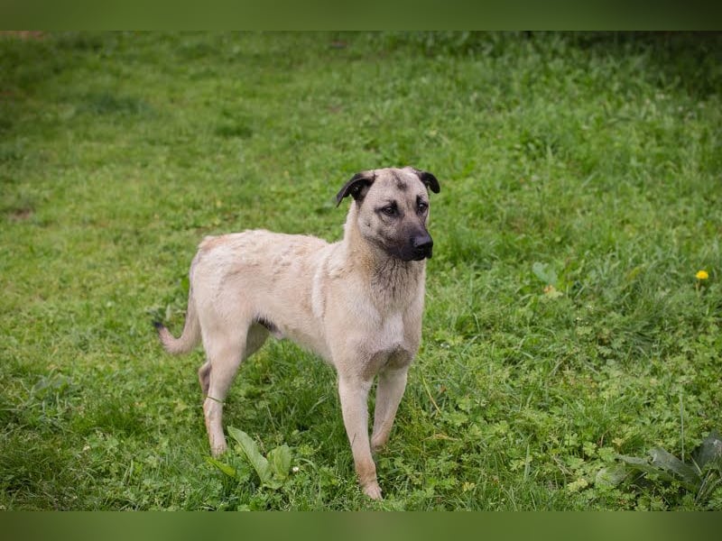 Vito: Großer Kerl, großes Herz