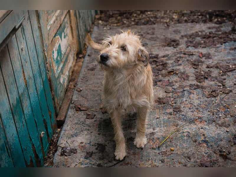 Maya sucht ein Zuhause