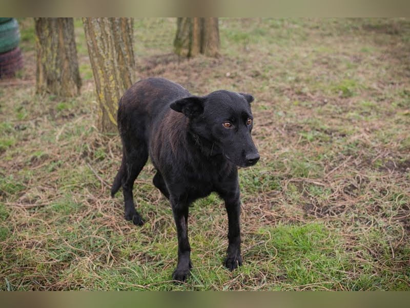 Sonja: Hundemama sucht Zuhause