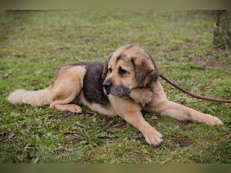 Chip 259420 sucht ein Zuhause