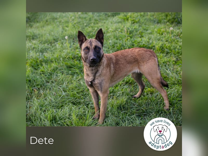 Dete: Sucht ein Zuhause