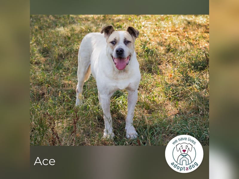 Ace: sanfter Riese sucht ein Zuhause