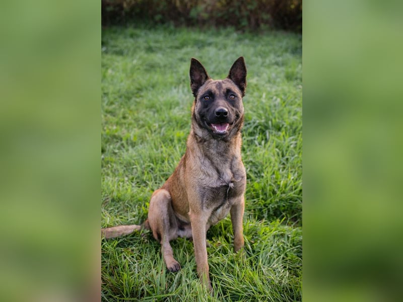 Dete: Sucht ein Zuhause