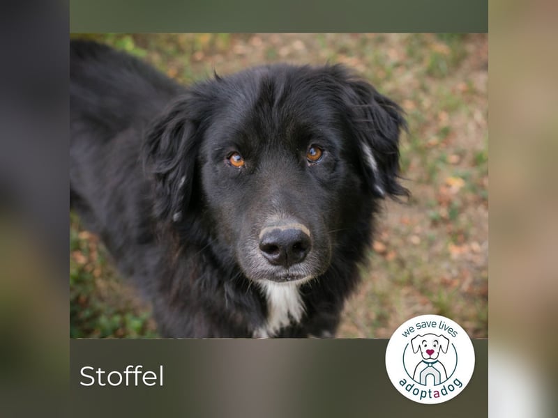 Stoffel: Sucht ein Zuhause