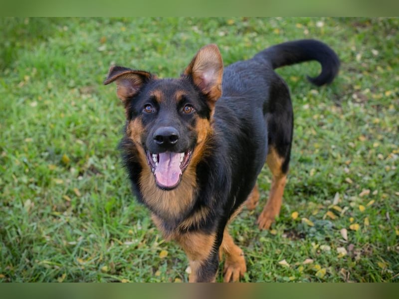 Ein neues Gesicht im Tierheim