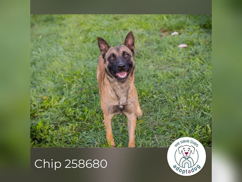 Chip 258680: Sucht ein Zuhause Chip 258680: Sucht ein Zuhause