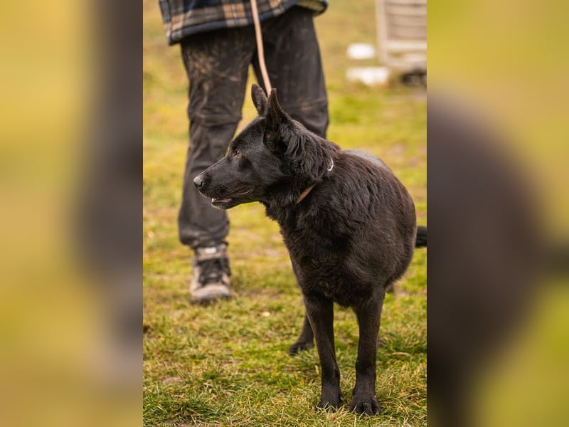 Sonja: Hundemama sucht Zuhause