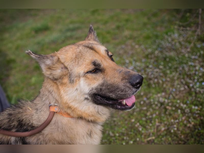 Iris sucht ein Zuhause