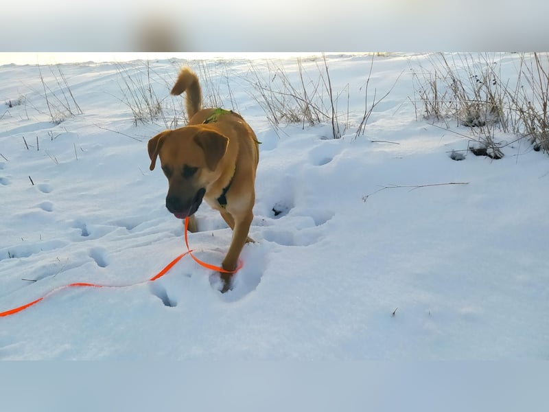 Balou: Lieber Tollpatsch