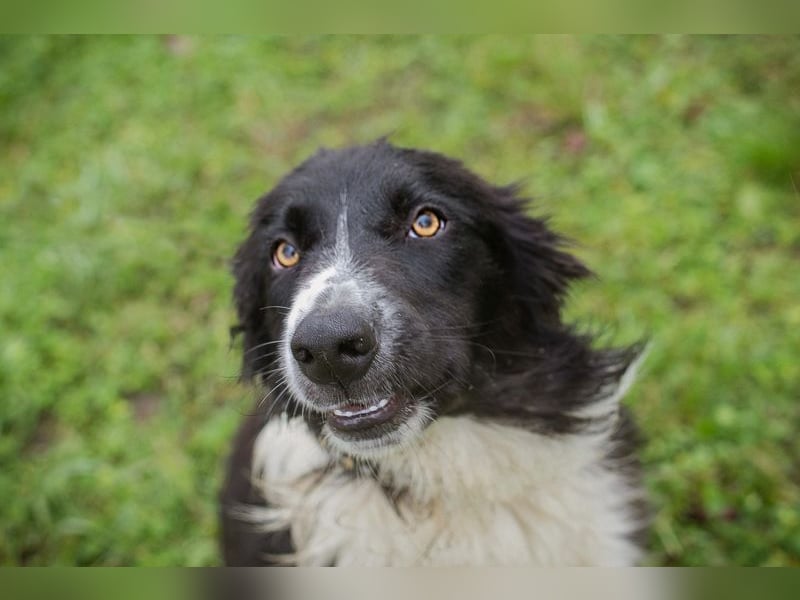 Indie sucht ein Zuhause