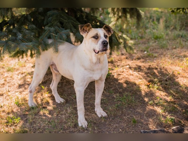 Ace: sanfter Riese sucht ein Zuhause