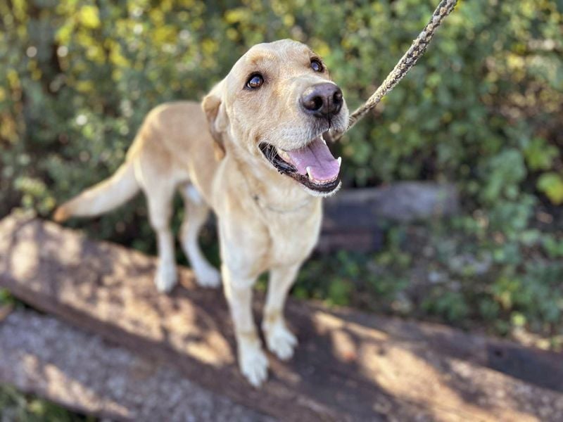 Chip 2152232: Sucht ein Zuhause