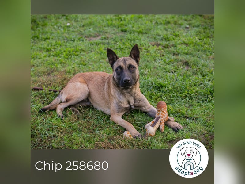 Chip 258680: Sucht ein Zuhause Chip 258680: Sucht ein Zuhause