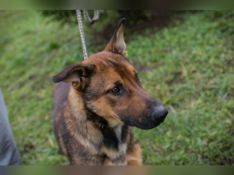 Chip 265644 sucht ein Zuhause