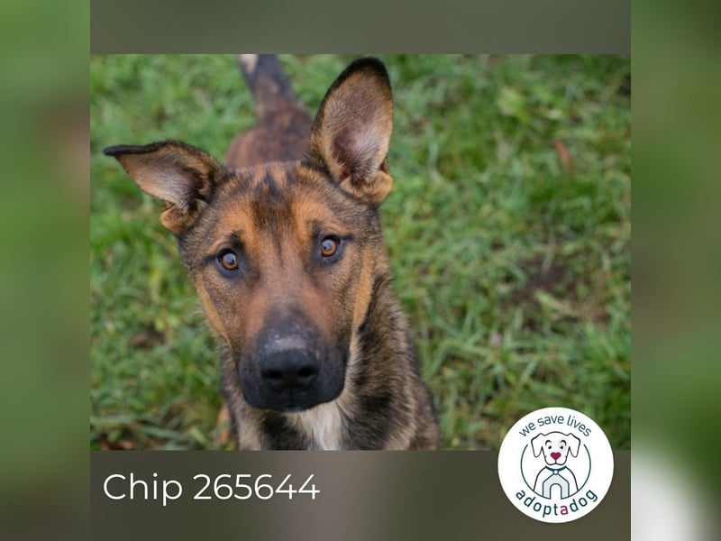 Chip 265644 sucht ein Zuhause