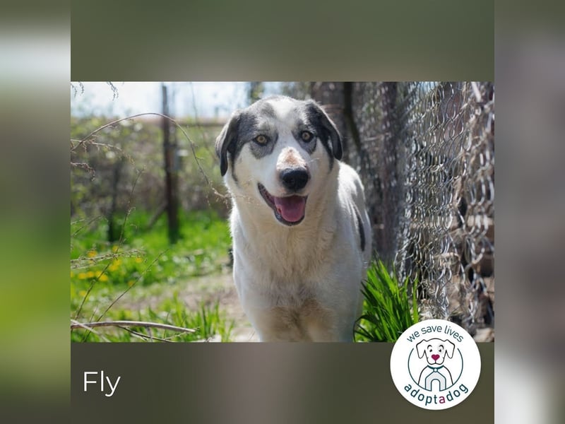 Fly: Wartet sehnsüchtig auf ihr Zuhause