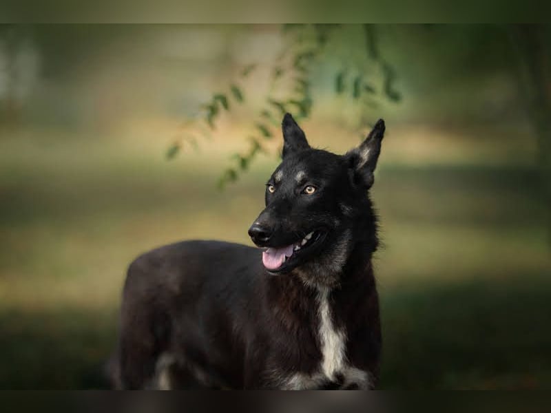 Yondu: Tapferer Schatz