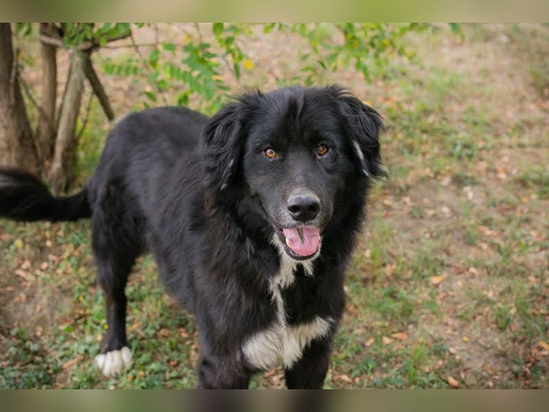 Stoffel: ein Herz auf vier Pfoten