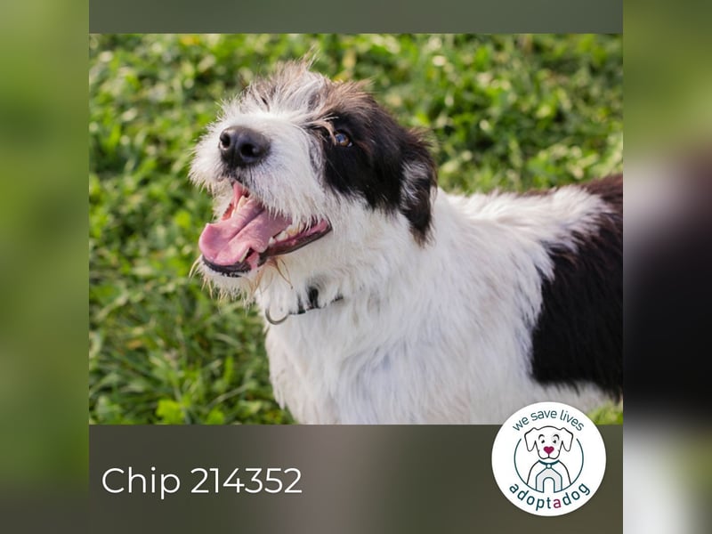 Chip 214352: sucht ein Zuhause