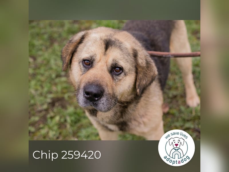 Chip 259420 sucht ein Zuhause