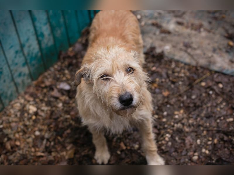 Maya sucht ein Zuhause