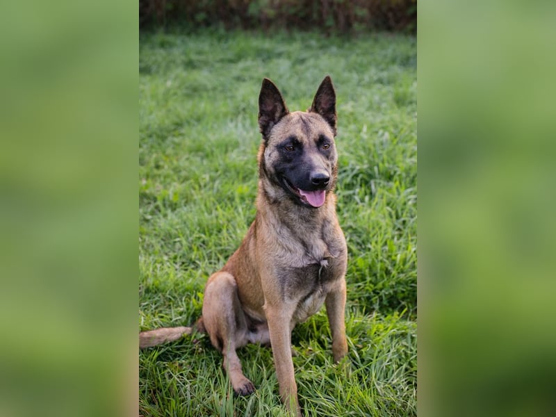 Dete: Sucht ein Zuhause