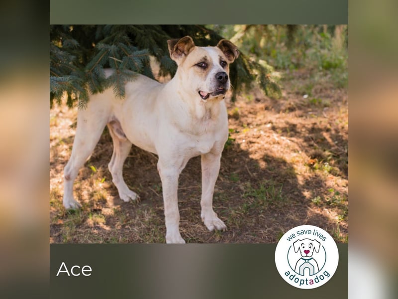 Ace: sanfter Riese sucht ein Zuhause