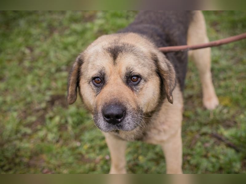 Chip 259420 sucht ein Zuhause