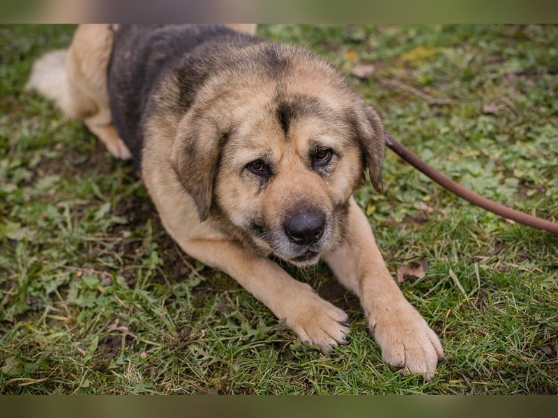 Chip 259420 sucht ein Zuhause