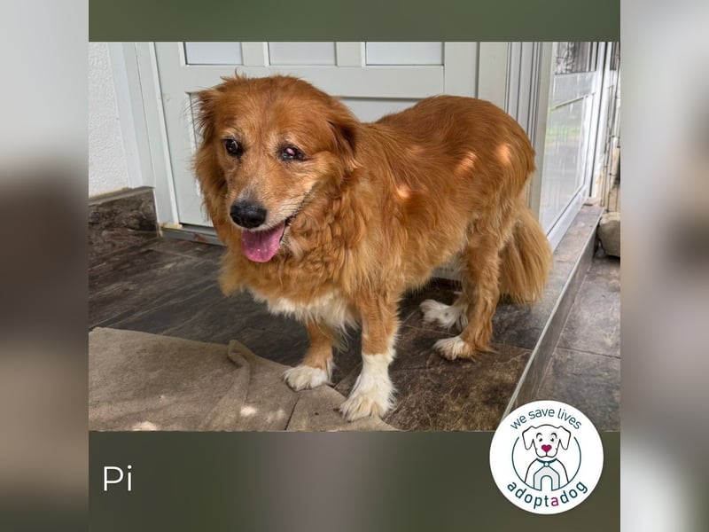 Pi: Liebevolle Seniorin Pi: Liebevolle Seniorin