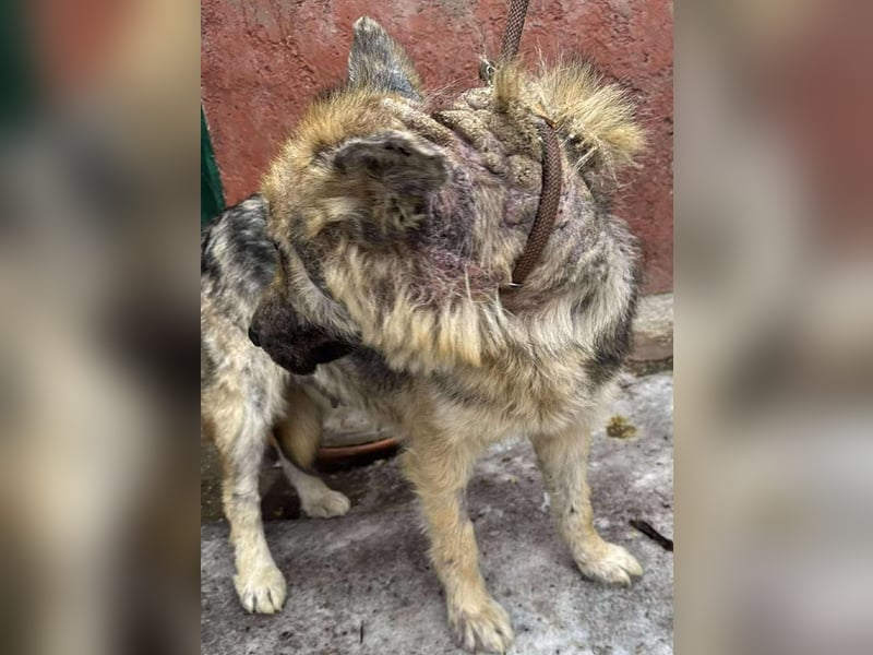 Iris sucht ein Zuhause