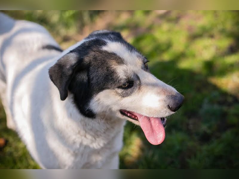 Fly: Wartet sehnsüchtig auf ihr Zuhause