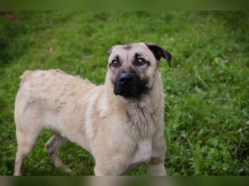 Vito: Großer Kerl, großes Herz