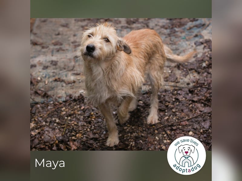 Maya sucht ein Zuhause