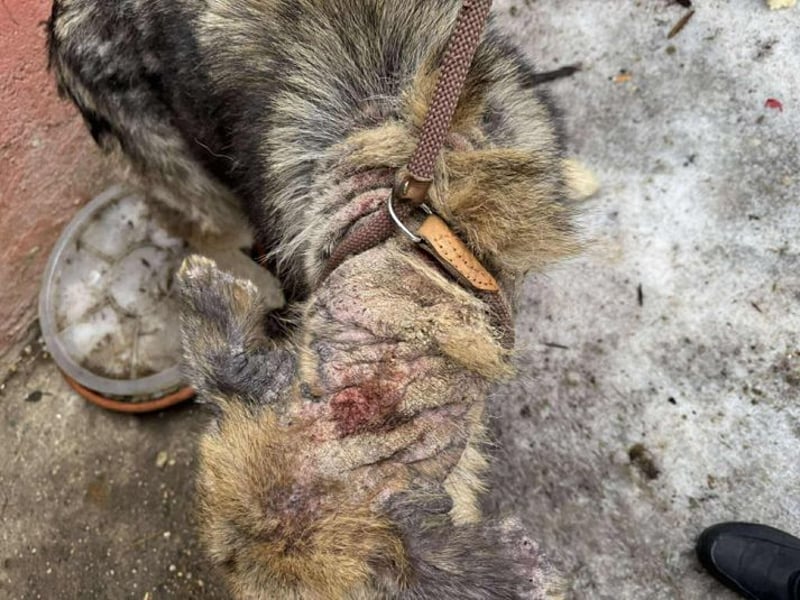 Iris sucht ein Zuhause