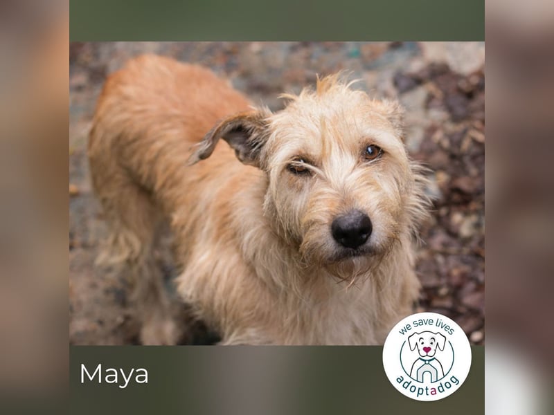 Maya sucht ein Zuhause