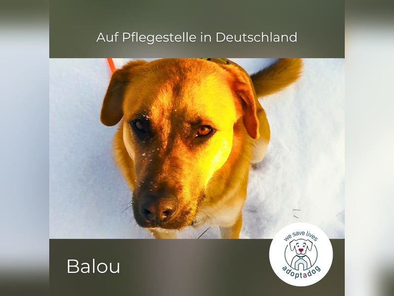 Balou: Lieber Tollpatsch