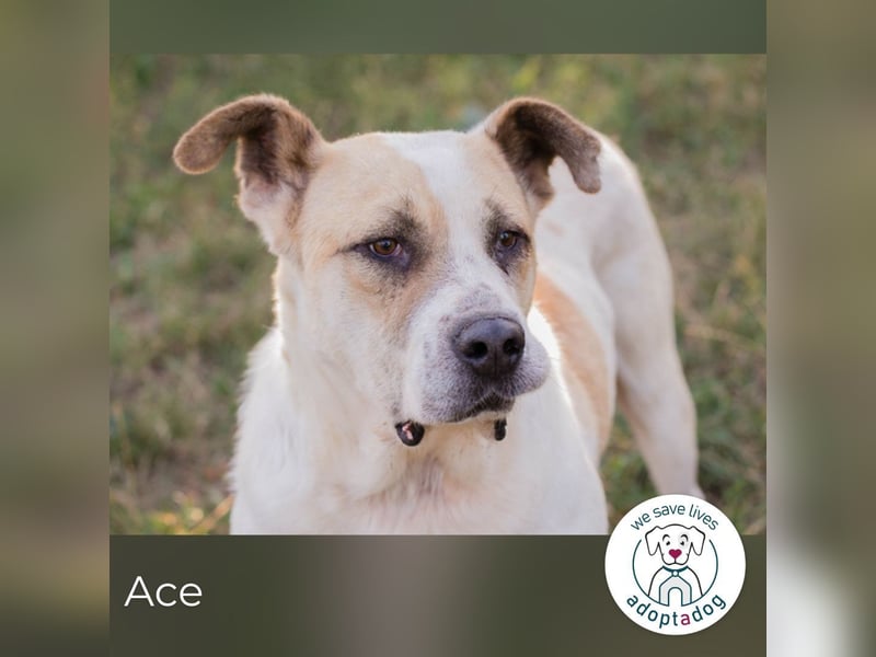 Ace: sanfter Riese sucht ein Zuhause